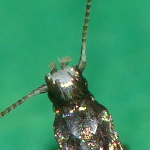 Réf. 307 164 : Parectopa ononidis